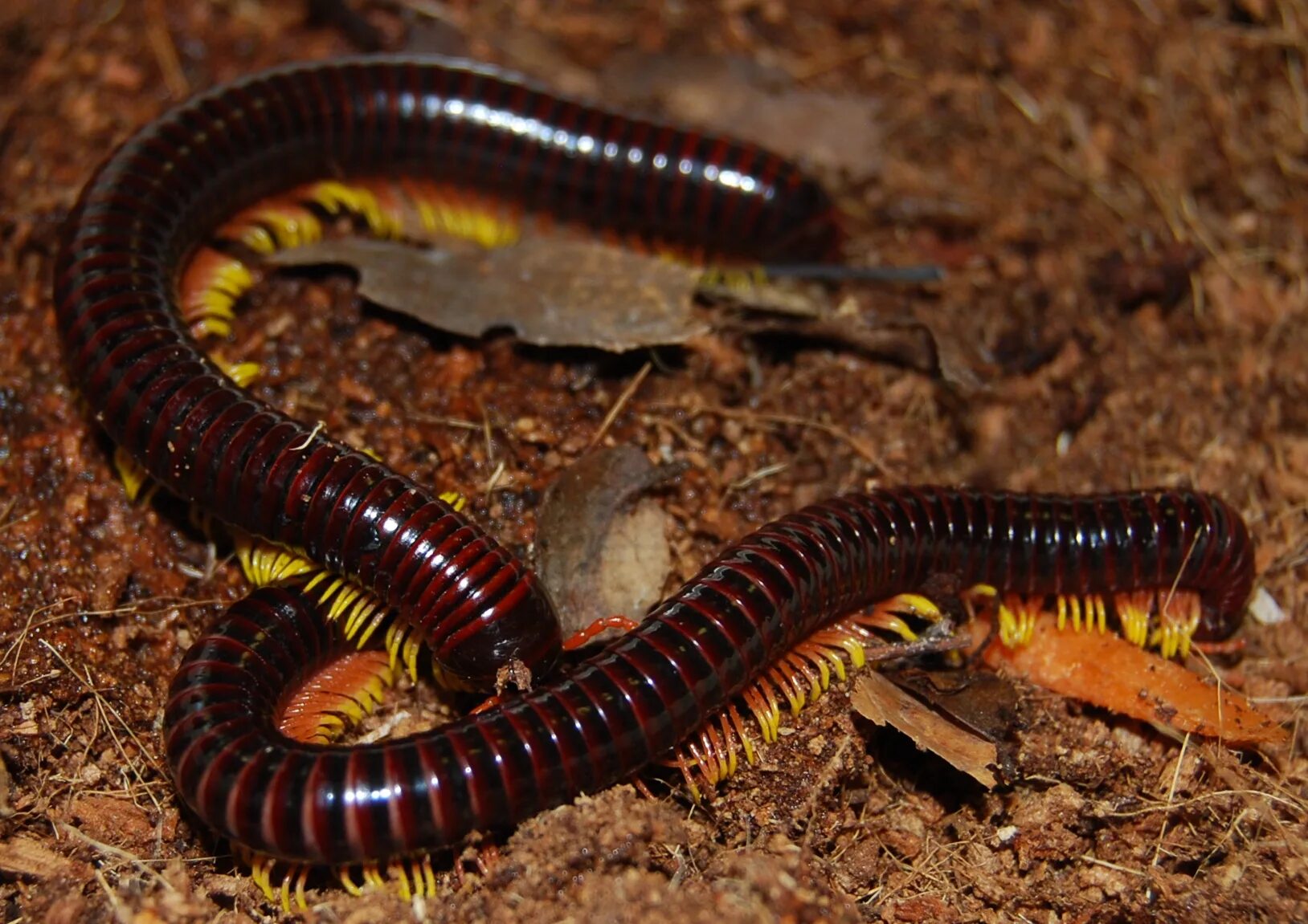 Многоножка кивсяк. Крымская многоножка кивсяк. Многоножка Millipede. Кивсяк это