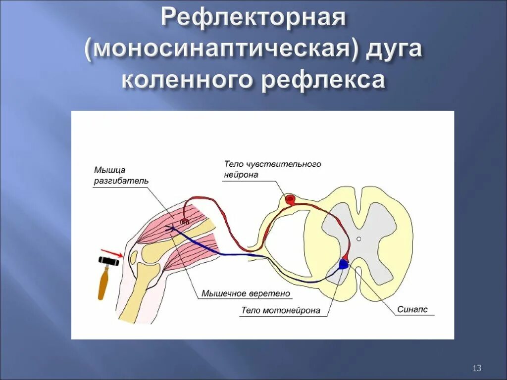 Последовательность элементов коленного рефлекса. Коленный рефлекс рефлекторная дуга схема физиология. Схема дуги коленного рефлекса физиология. Моносинаптическая дуга коленного рефлекса. Компоненты рефлекторной дуги соматического рефлекса.