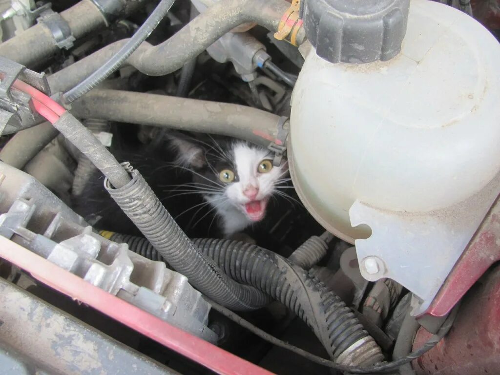 Кошка под капот. Кошка под капотом. Котенок под капотом машины. Котенок под машиной. Кошка залезла под капот.