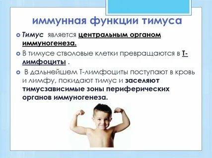 Иммунные функции тимуса