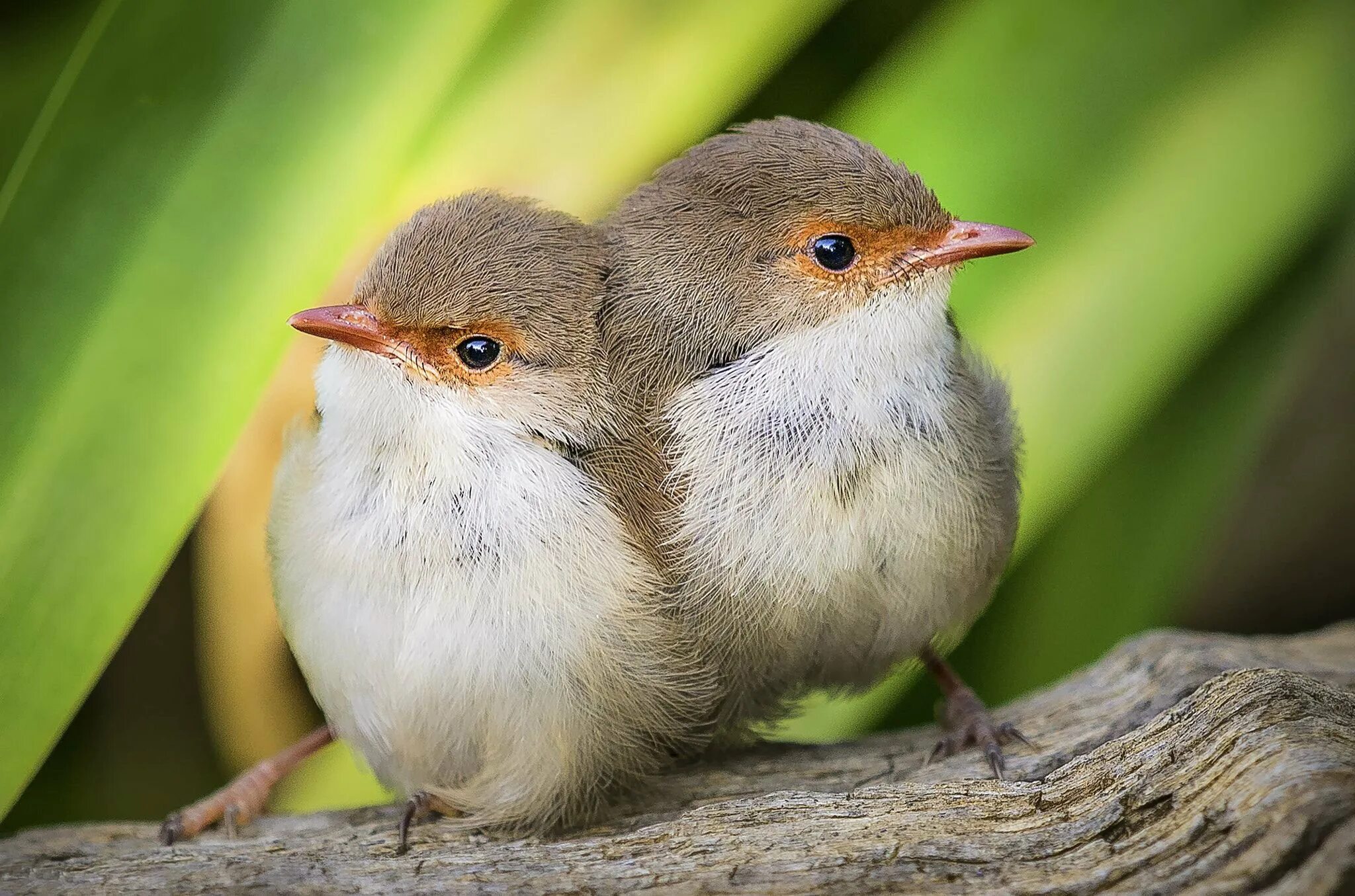 Птицы подмосковья. Маленькая красивая птичка. Мелкие птички подмосковья. Small bird. Small bird.