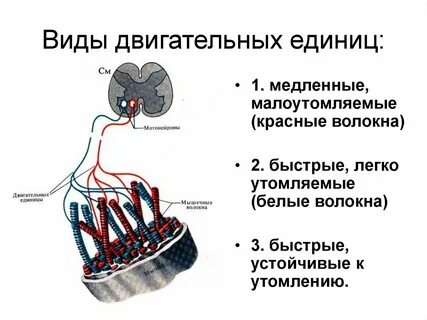 Моторно двигательный