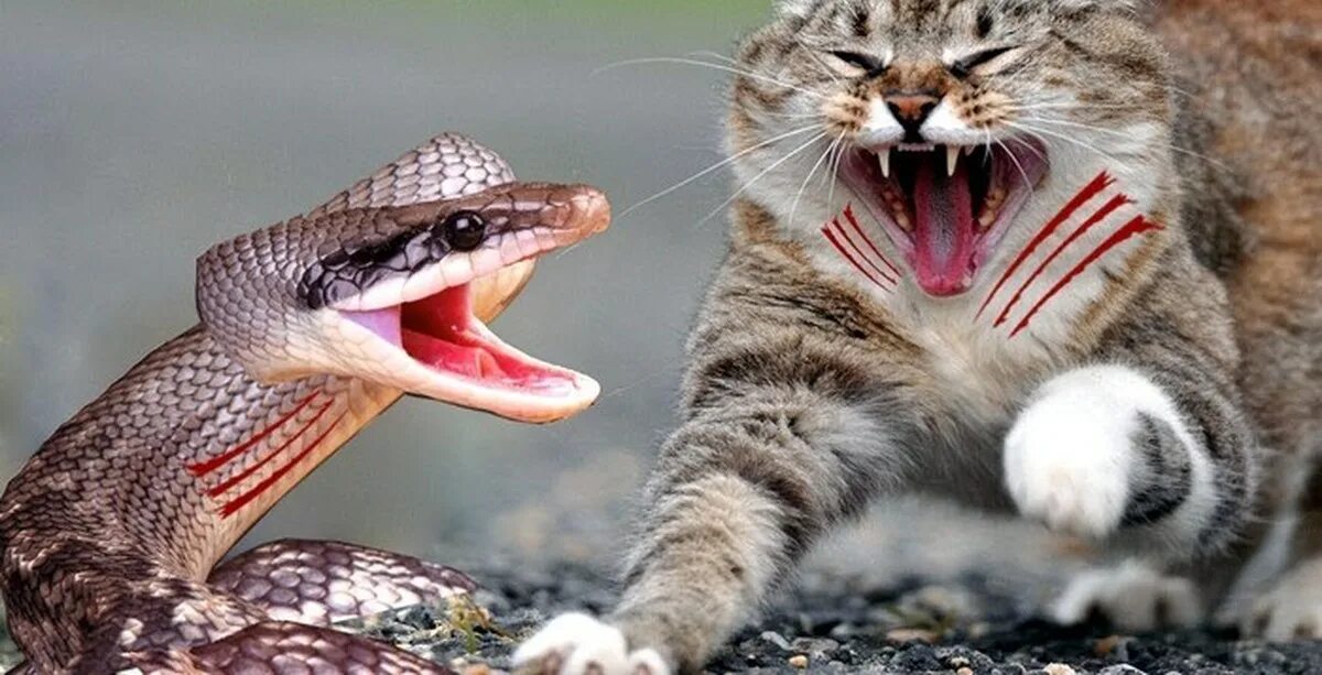 Сон змея котенок. Сон змея котенок. Королевский питон и кошка. Кошка и змея. Королевская кобра кошка.