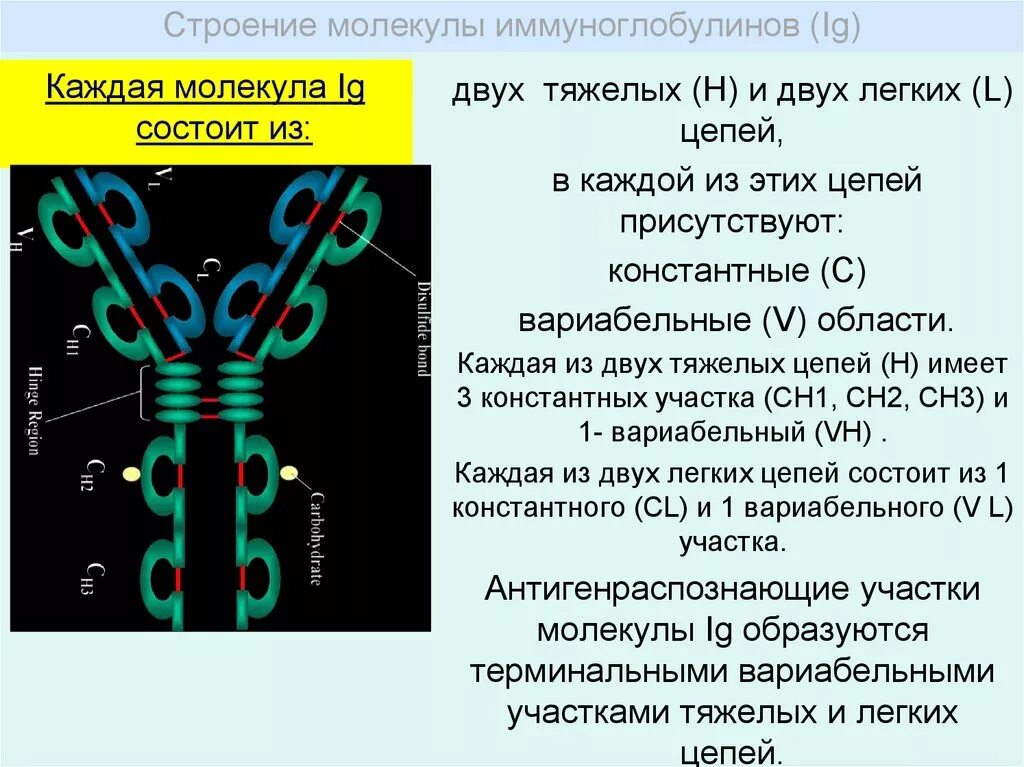 Иммуноглобулин л. Строение молекулы иммуноглобулина g1. Строение иммуноглобулина g иммунология. Структура антитела иммунология. Антитела структура мономера классы иммуноглобулинов.