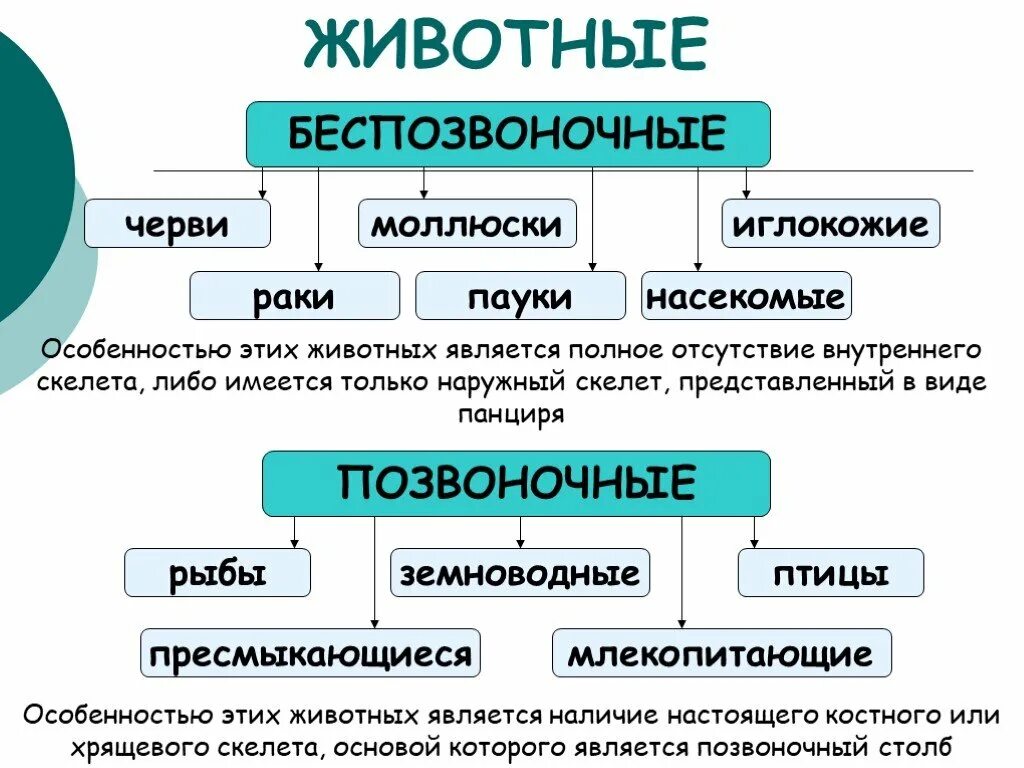 Позвоночных и беспозвоночных. Беспозвоночные и пощвоночныеживотные. Позвоночное и безповозвончное животные. Классы беспозвоночных животных.