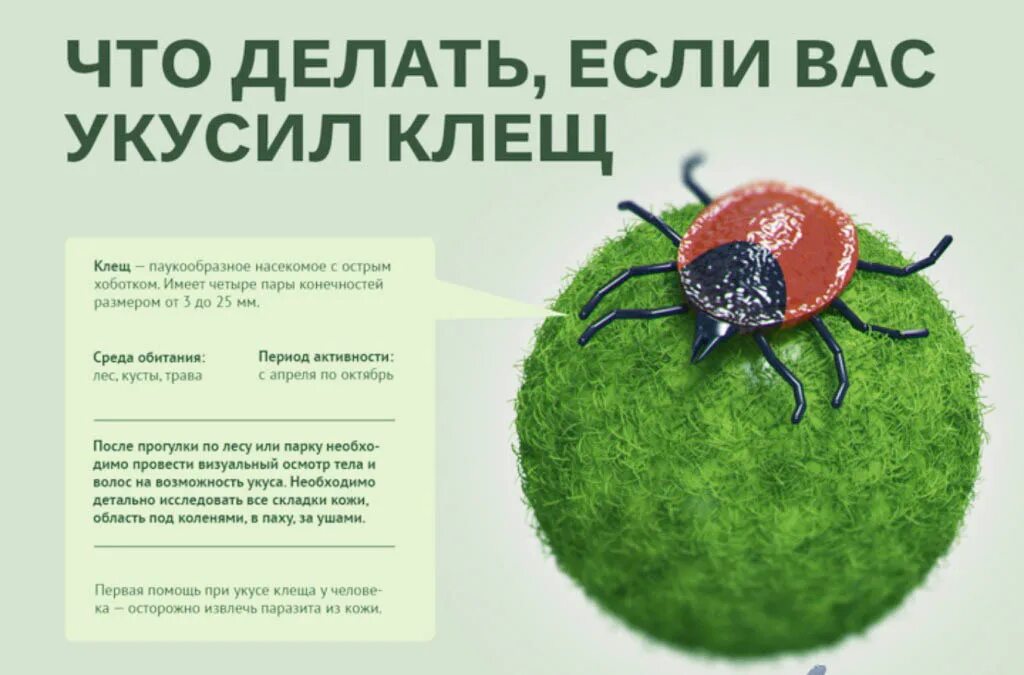 От энцефалитного клеща умирают