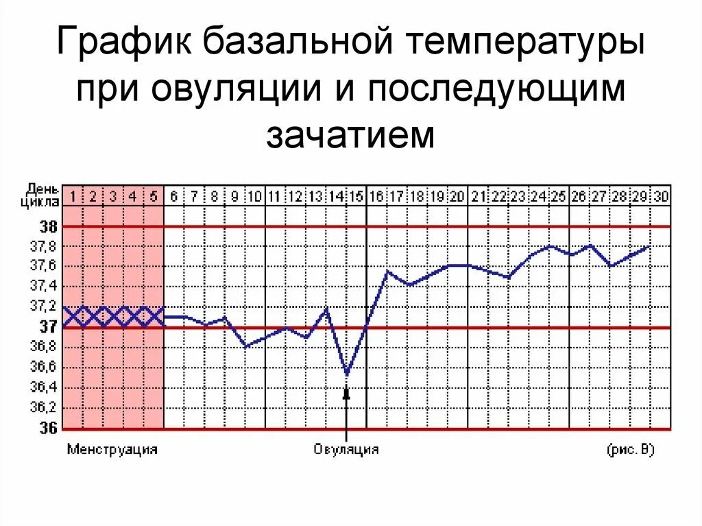 График базальной температуры норма при беременности. График базальной температуры при беременности после овуляции. График БТ при беременности с овуляцией. Измерение базальной температуры для определения овуляции график. Забеременела вне овуляции