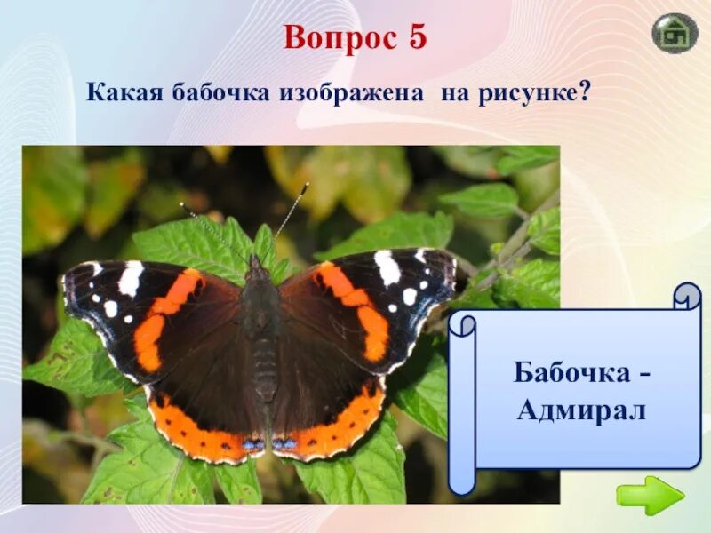 Бабочка Адмирал. Проект бабочка Адмирал. Бабочка Адмирал красная книга России. Бабочка Адмирал описание. Какая бабочка песня