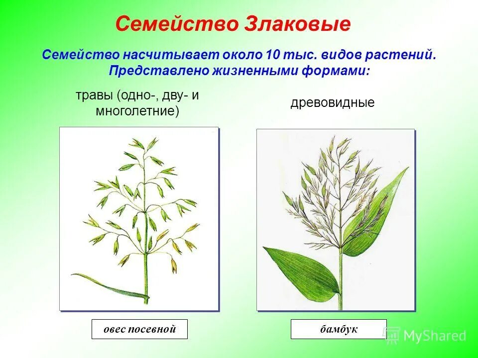 какое жилкование у злаков. листья длинные узкие с параллельным жилкованием. семейство злаковые стебель. параллельное дугование пальчатое. какое жилкование у злаков.