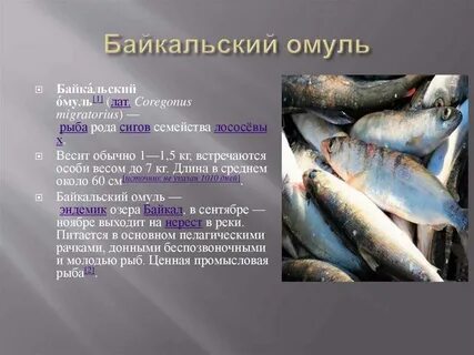 Где водится омуль