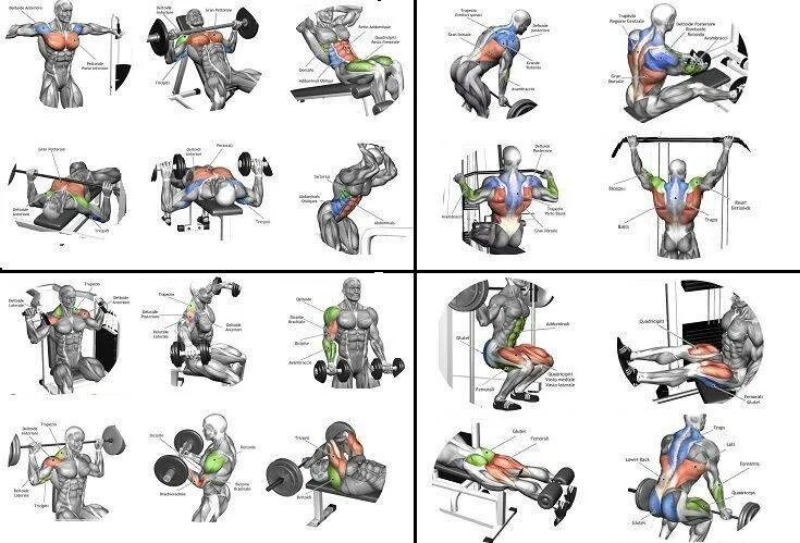 Как распределить группы мышц на неделю. Схема тренировок в тренажерном зале для мужчин 3. Схема тренировок мышц в тренажерном зале для мужчин. Схема тренировки на силовых тренажерах. План тренировок в тренажерном зале для мужчин каждый день.