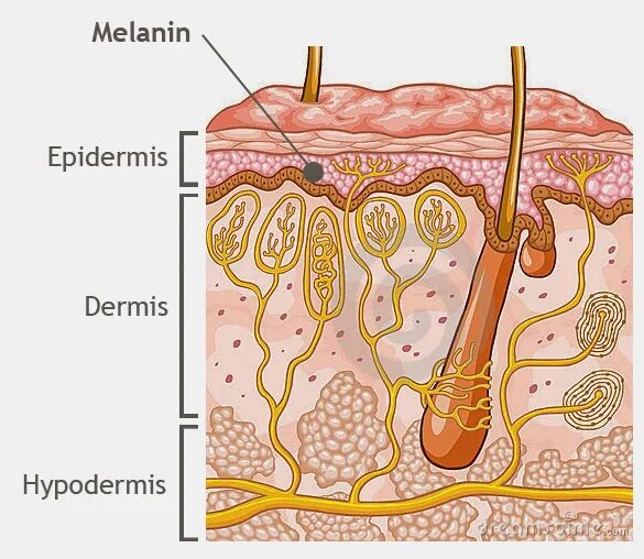 Пигмент кожи меланин находится. Строение кожи меланин.