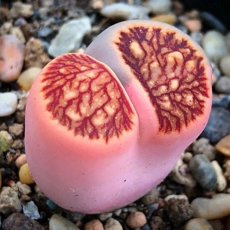 Живые камни семена. Литопс kikushogiyoku. Литопс Julii. Живой камень, Литопс (Lithops species). Литопс Джазин.