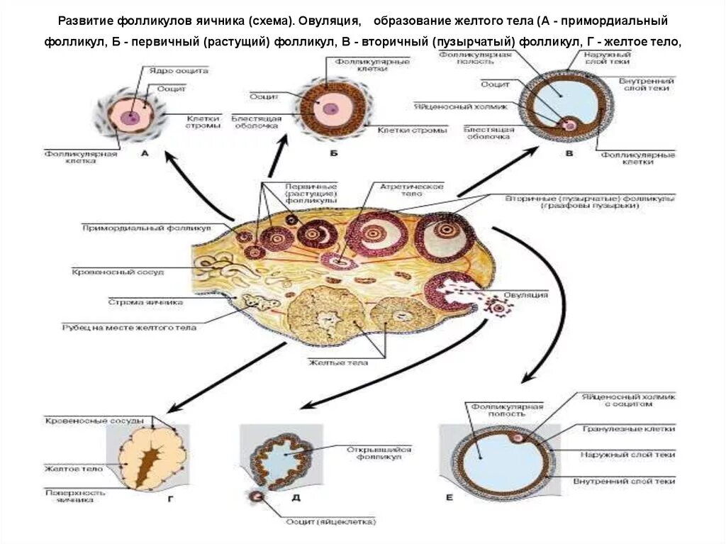 Стадии развития фолликула схема. Стадии развития яичниковых фолликулов. Формирование желтого тела в яичнике. Строение фолликула яичника. Фолликулы созревают в