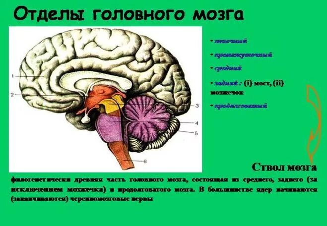 Отделы головного мозга. Пять отделов головного мозга. Отделы головного мозга 8 класс. Головной мозг стволовой отдел головного. Задний отдел головного мозга состоит