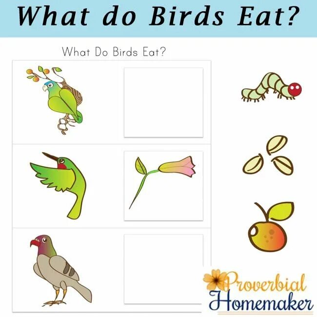I a bird перевод. Birds Worksheets for Kids. Birds tasks for Kids. Bird eat. What can a Bird do?.
