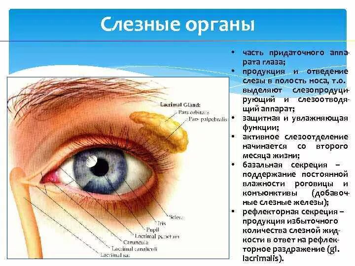 Слезный аппарат строение и функции. Слезный аппарат глаза строение и функции. Орган зрения анатомия слезный аппарат. Строение слезных органов.