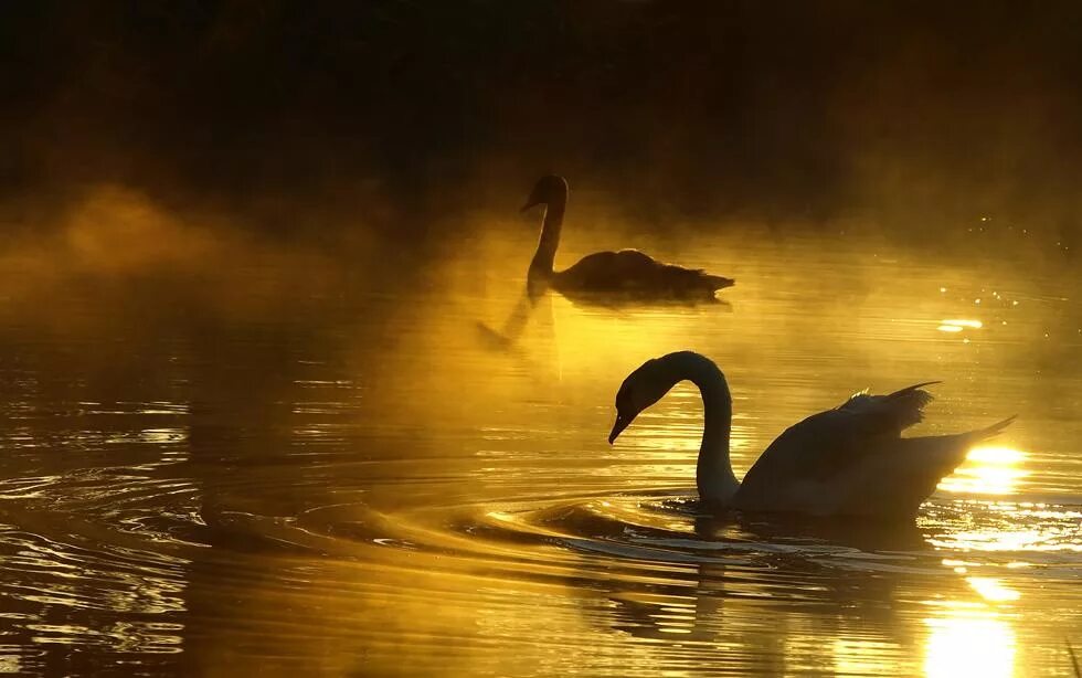 Бальмонт лебедь. Лебеди на закате. Лебеди на закате солнца. Закат на озере лебедями. Черные лебеди на закате.