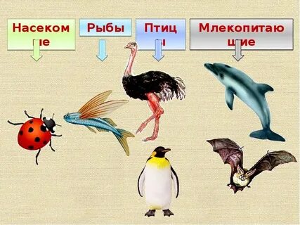 Изображение птиц и животных относится