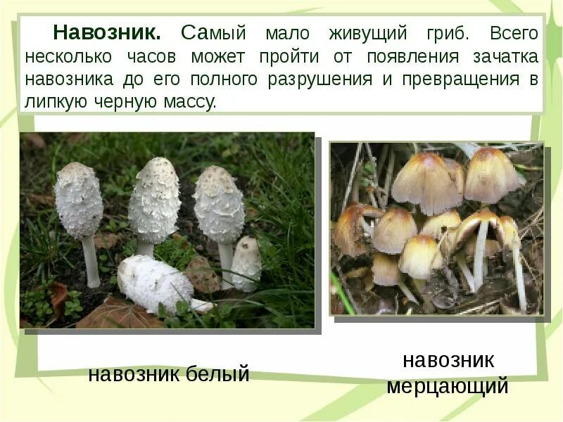 КОПРИНУС НАВОЗНИК ЛОХМАТЫЙ Coprinus comatus