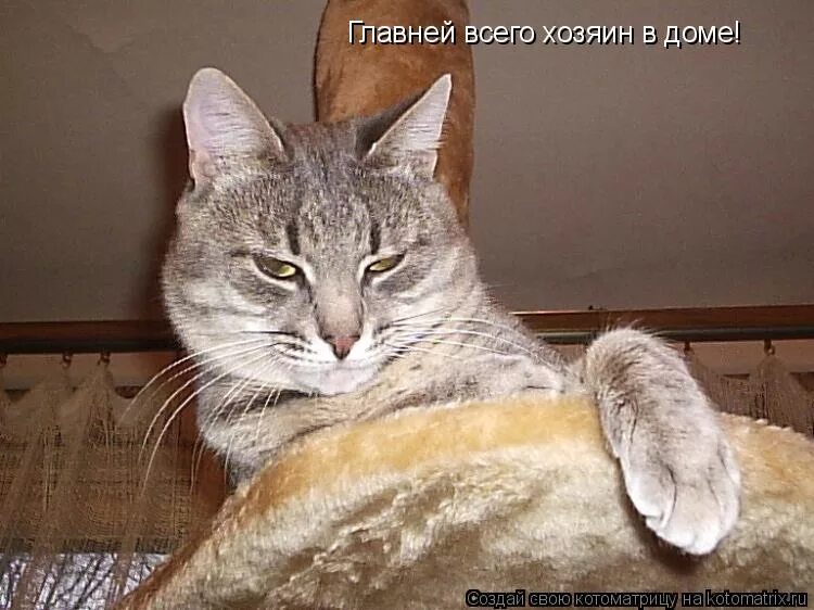 Хозяин весь. Кот идиот. Я хозяин вся страна. Одна палка два струна. Хозяин семьи.