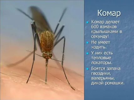 Сколько времени будут комары