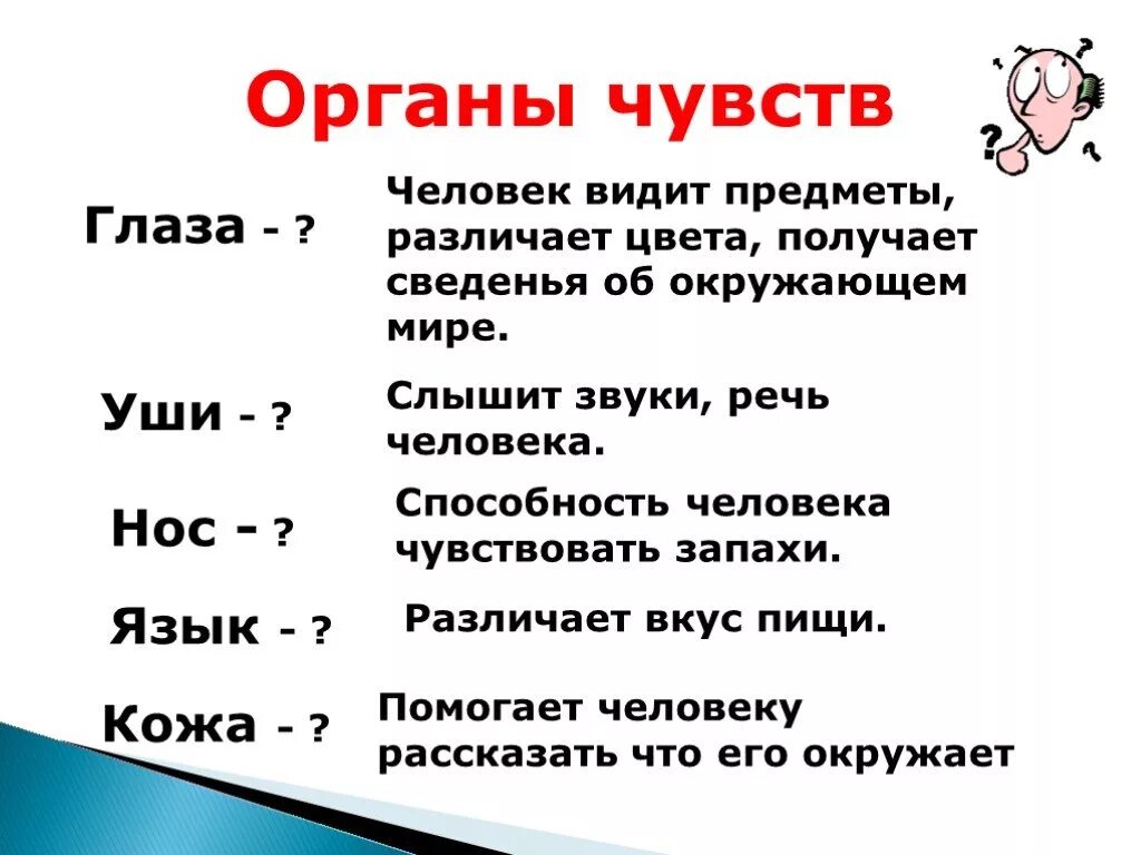 Органы чувств человека биология