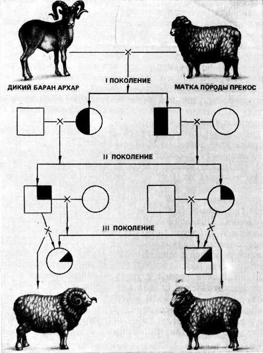 Искусственная гибридизация животных. Схема воспроизводительного скрещивания овец. Разведение гибридизация схема. Схема гибридизации свиней. Таблица скрещивания овец.