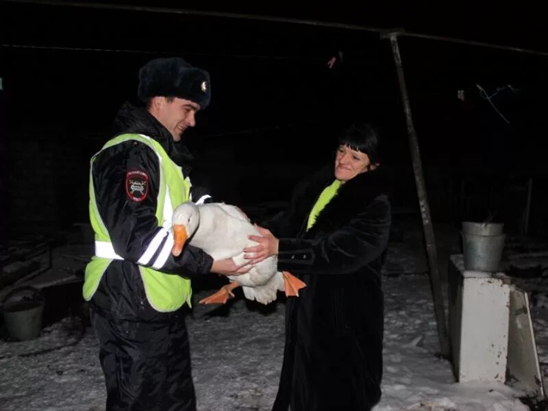 Гусь полиция. Гусь в полицейской форме. Полицейский с гусем. Гусь ДПС. Украла гуси