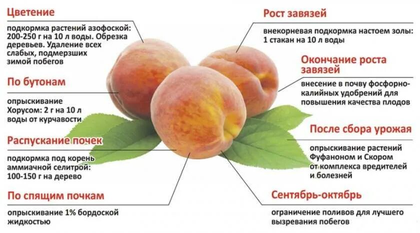 Чем обработать сливу после цветения. Схема подкормки персика. Схема удобрения абрикоса. Схема подкормки плодовых деревьев. Схема подкормки абрикоса.