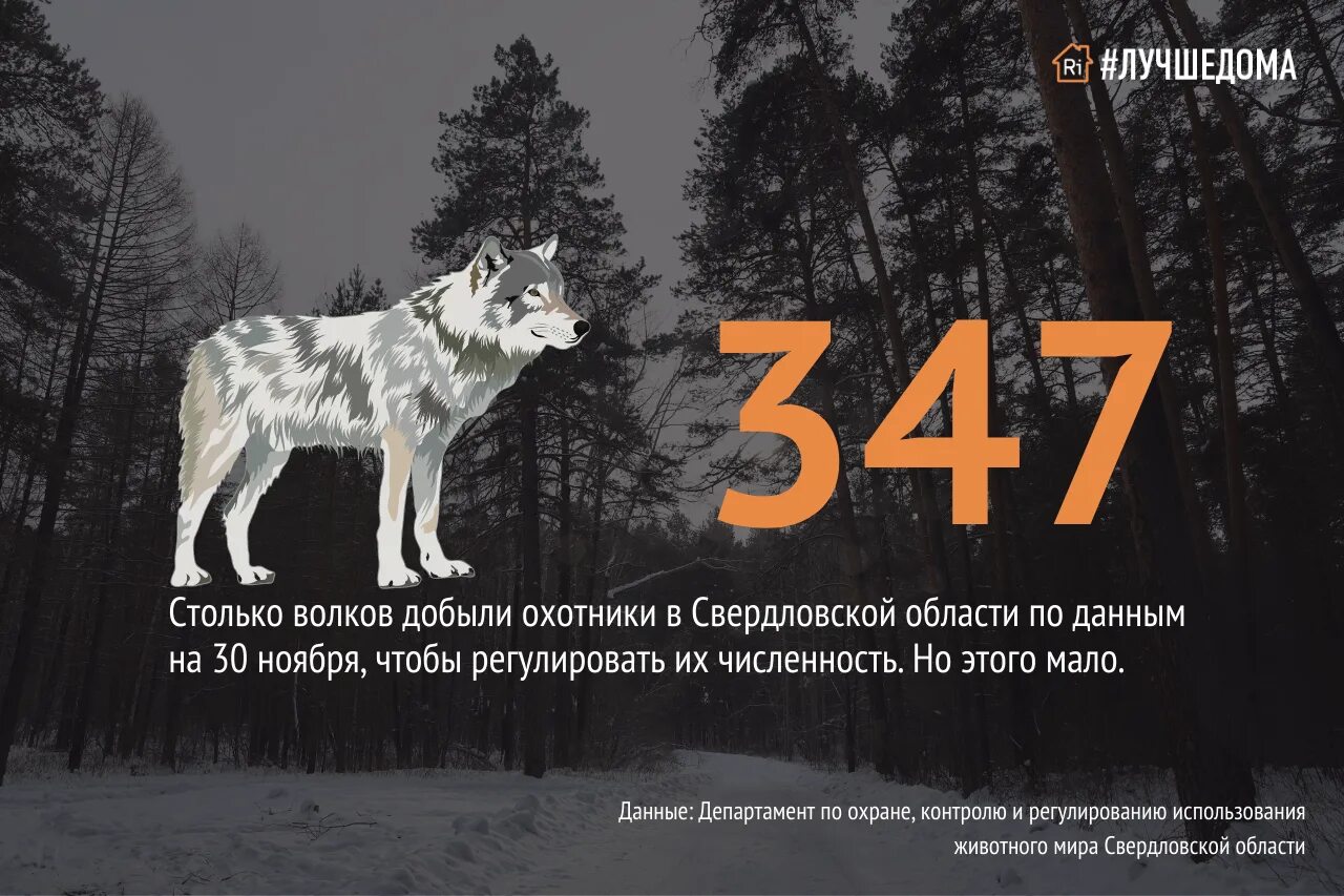 Где больше волков. Что делать если встретил волка в лесу. Волки столько вопросов. Мир безопасности с волком. Система безопасности волк.