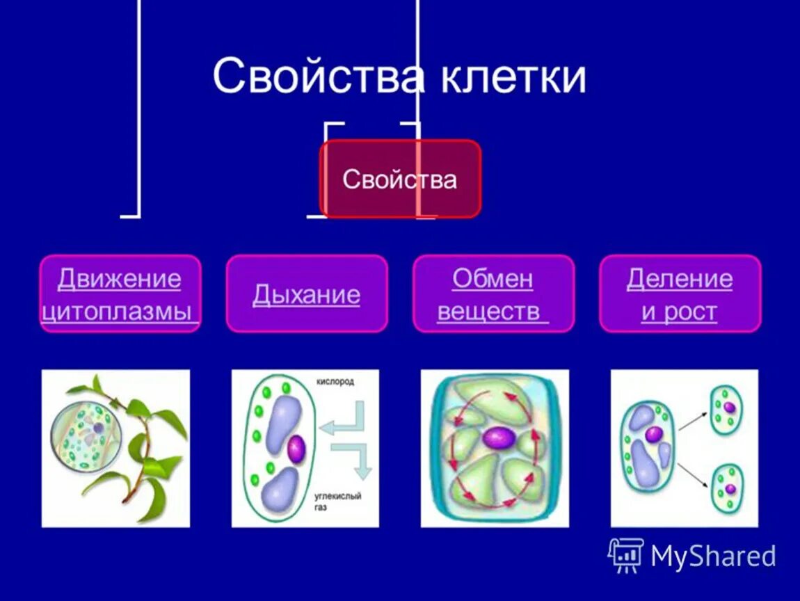 Процесс жизнедеятельности клетки 5 класс биология деление клетки. Жизнедеятельность клетки 5 класс биология деление клетки. Процессы жизнедеятельности клетки рост. Процесс жизнедеятельности растительной клетки схема.