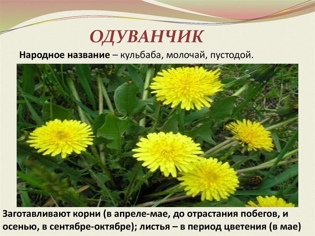 Вред и польза сорняков. Кульбаба скальная. кульбаба осенняя и одуванчик отличия. кульбаба осенняя фото и описание. польза сорняков.