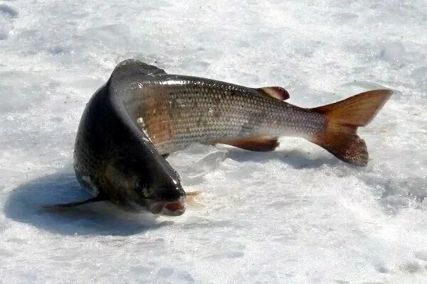 Хариус Байкальский рыбалка зимняя. Хариус Енисей. Мормышки на хариуса Ленок. Хариус Сибирские Северный Енисей.