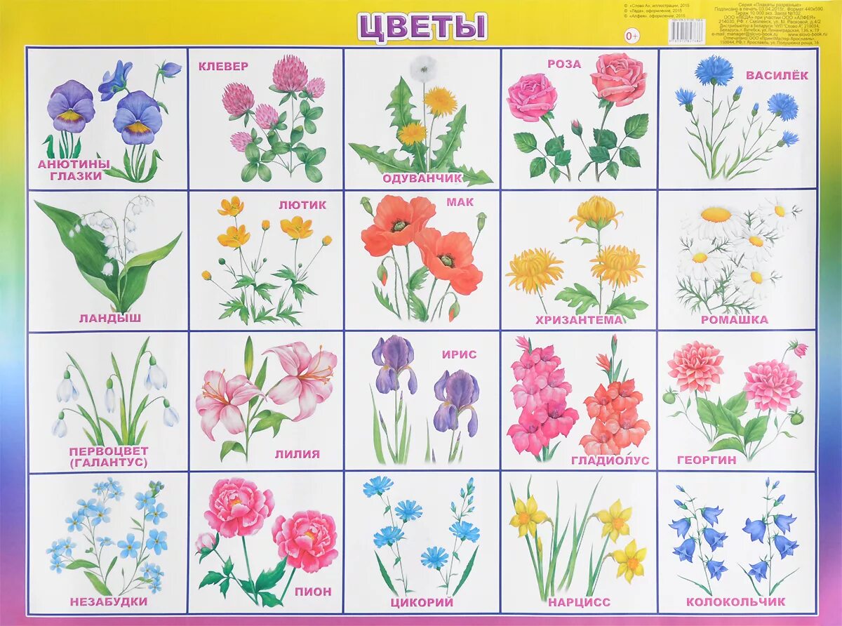 К к 8 букв растение. Карточки с изображением цветов. Названия цветов для дошкольников. Цветы карточки для детей. Цветы картинки для детей с названиями.