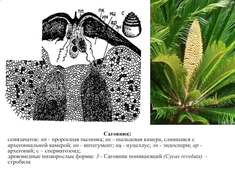 Проросшая пыльца. Семязачатки Саговниковые. Семяпочка саговниковых. Гаметофит саговника. Саговник цикл.