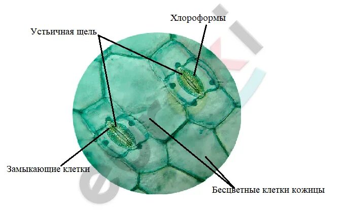 Кожица листа традесканции под микроскопом. Клетки эпидермиса листа традесканции. Бесцветные клетки кожицы. Бесцветные клетки кожицы листа. Кожица листа традесканции