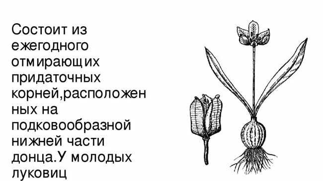 Строение корня тюльпана. Строение тюльпана корневая система. Тип корневой системы тю.