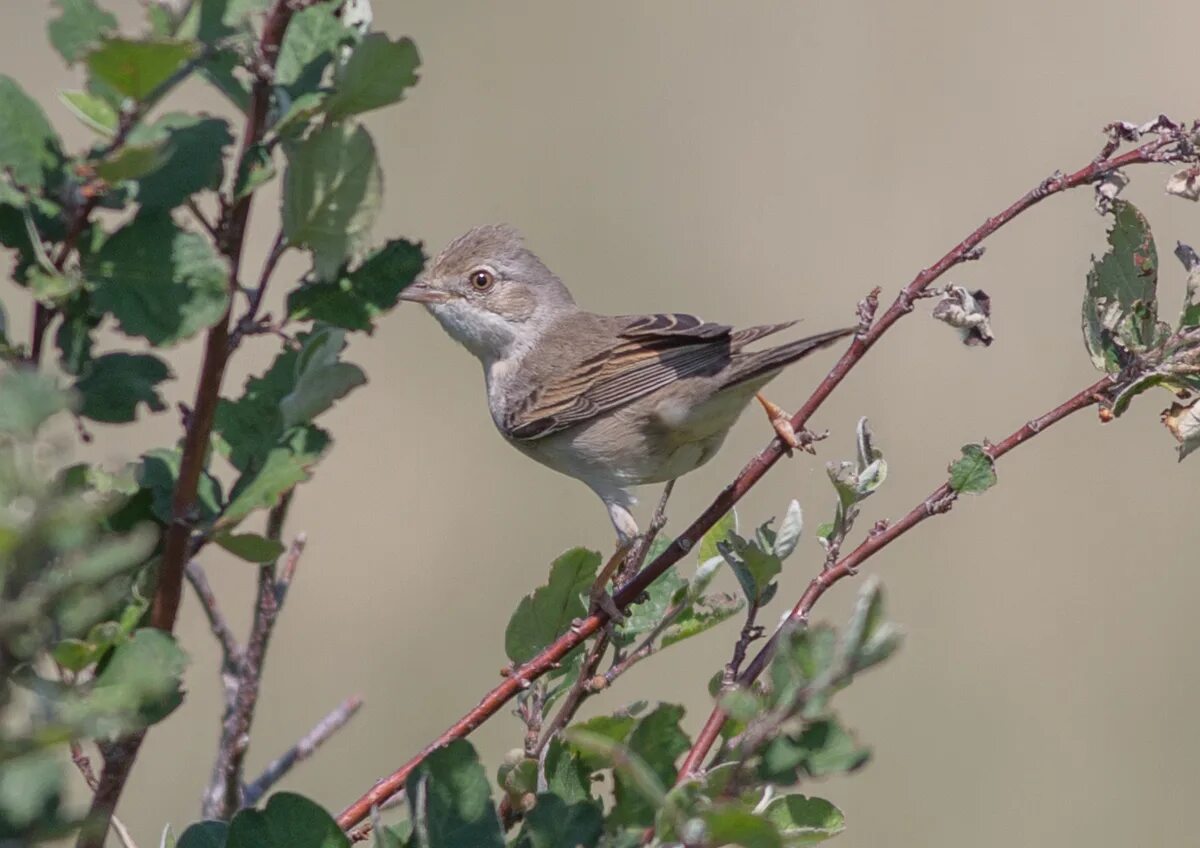 Серая Славка (Sylvia communis). Серая Славка (Sylvia communis) Вики. Йеменская Славка фото. Славка говорунчик. Серая славка