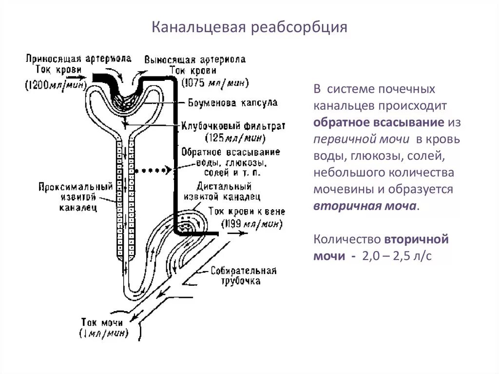 1 фильтрация первичной мочи происходит в