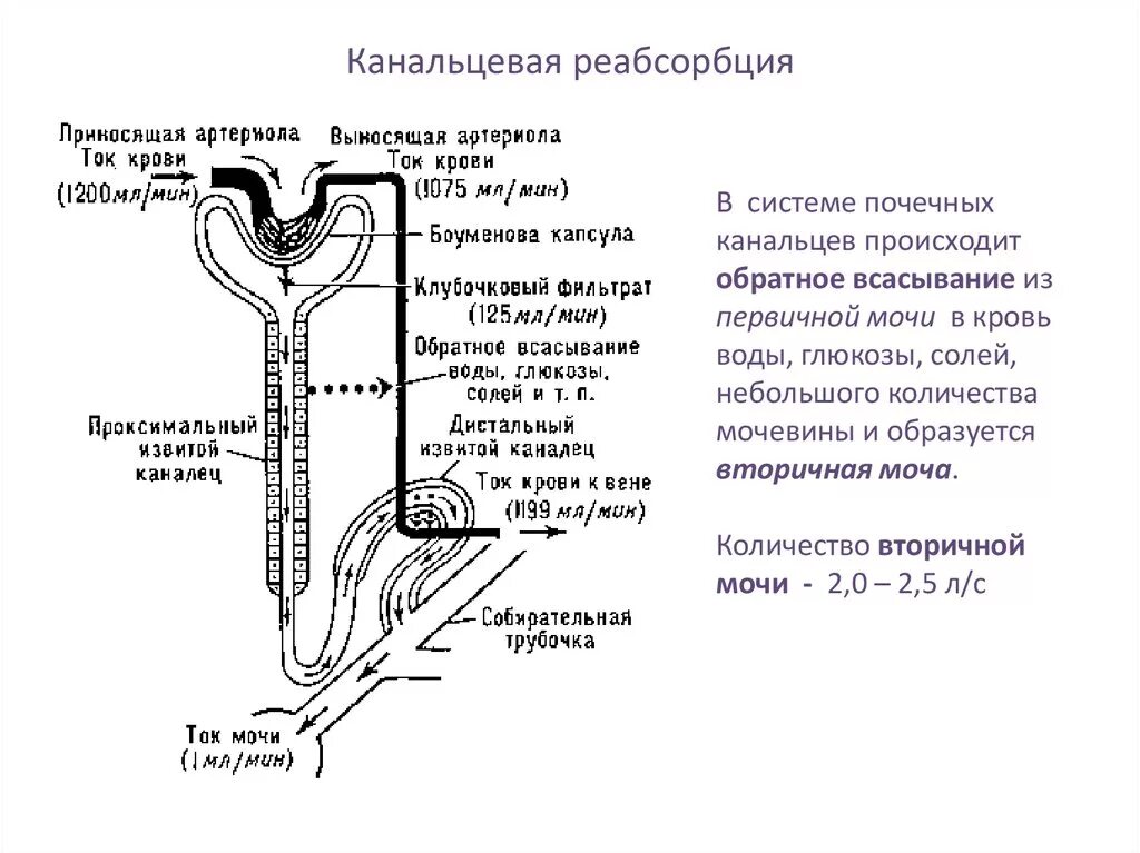 Нефрон ультрафильтрация. Фильтрация секреция и реабсорбция физиология почек. Канальцевая реабсорбция механизмы и регуляция. Механизм реабсорбции воды в почках. Реабсорбция и секреция в нефроне.