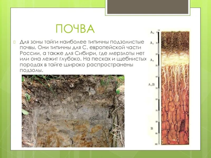 Зона тундры почвы подзолистые. Преобладающие почвы в тайге россии. подзолистые почвы таежно-лесной зоны. таежная подзолистая почва рисунок. природная зона подзолистых почв в россии.