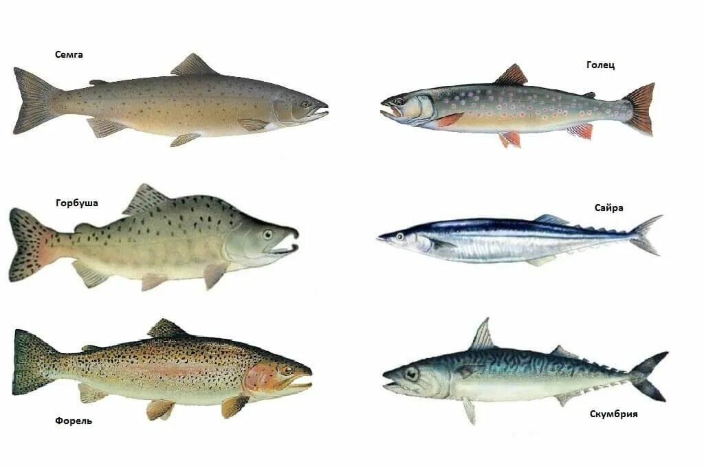 Как отличить морскую форель. Отличия кумжа форель семга лосось. рыба семейства лососевых голец. форель и голец отличия. голец, кижуч.