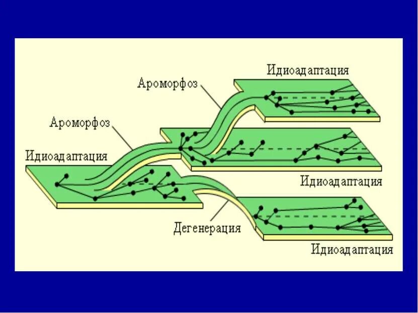 Примеры ароморфоза и дегенерации. Эволюция ароморфоз идиоадаптация общая дегенерация. Ароморфоз идиоадаптация общая дегенерация рисунок. Ароморфоз идиоадаптация дегенерация. Направления эволюции схема.