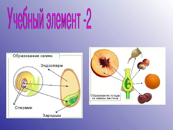 Строение и образование плодов. Образование плодов и семян у растений. Образование плода растений. Образование плодов растений.