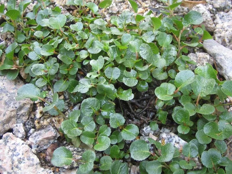 Карликовая ива где растет. Ивы сетчатой (Salix reticulata. Карликовая Ива.