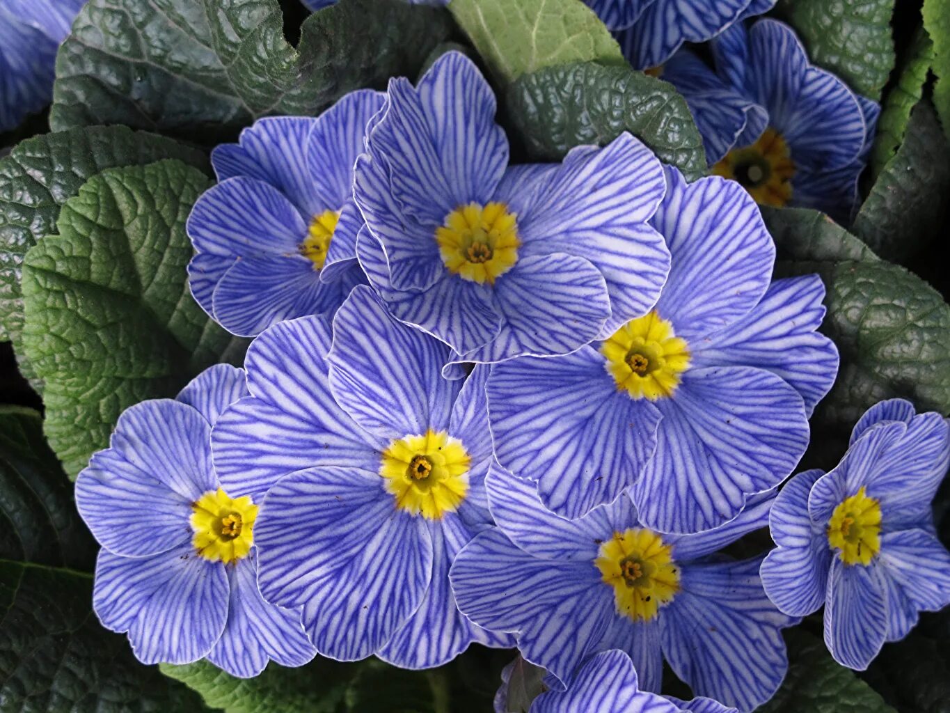 клематис блю лайт. Blue hybrid. тойота камри 2021 синяя. аквилегия гибридная. 0 160x200.