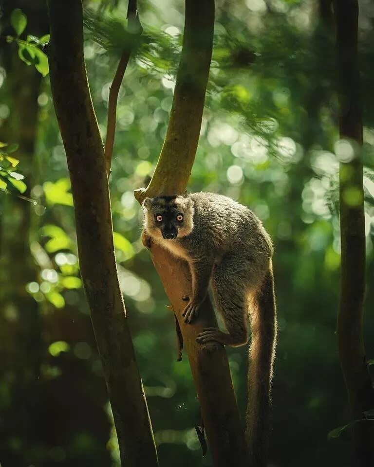 Мадагаскар природа. Дикая природа. Дикие звери в природе. Остров Мадагаскар животные. Дикие животные островов