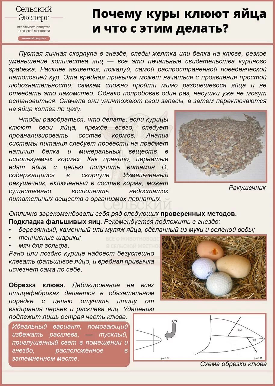 Через сколько дней несутся куры