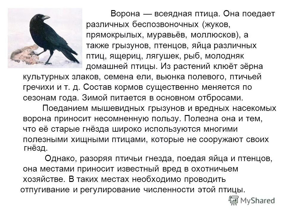 Сорока и ворона рассказ. Сообщение о вороне 4 класс. Рассказ о вороне 3 класс. Ворон обыкновенный описание. Доклад по вороне.